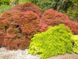 Acer palmatum dissectum (Japanse Esdoorn).